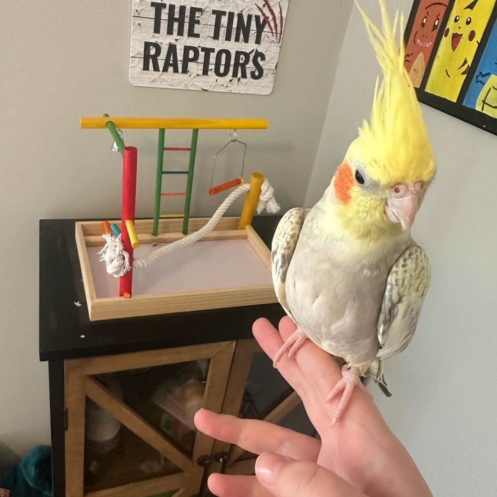 Medium play stand for birds